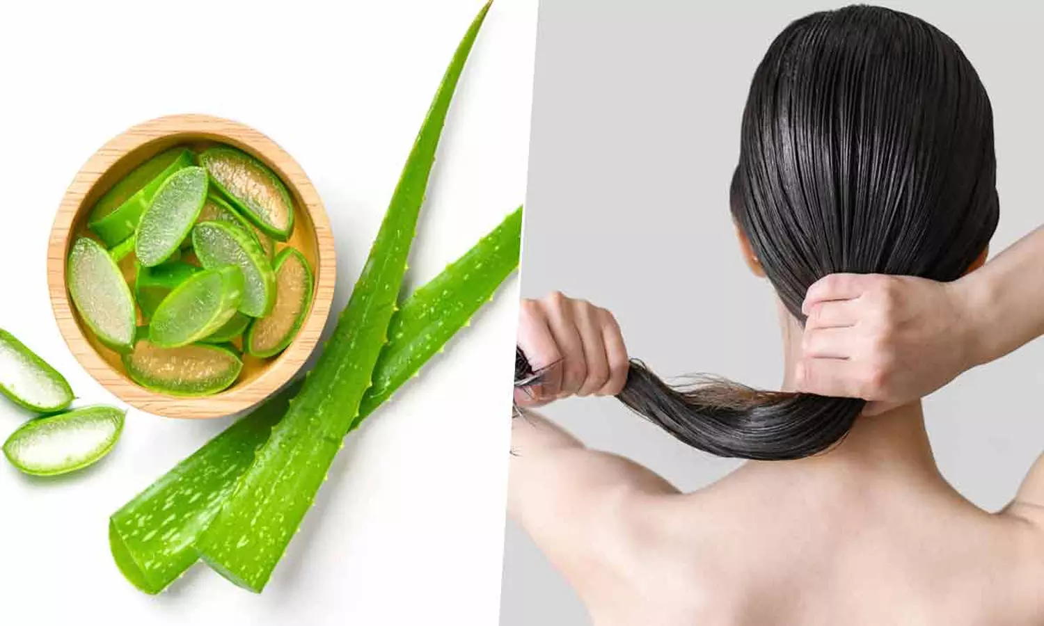 கற்றாழை: கூந்தல் அடர்த்திக்கு இயற்கை வரம்|Aloe vera: A natural boon for hair density