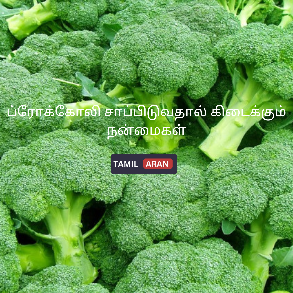 ப்ரோக்கோலி சாப்பிடுவதால் கிடைக்கும் நன்மைகள்| 6 Best Benefits of eating broccoli