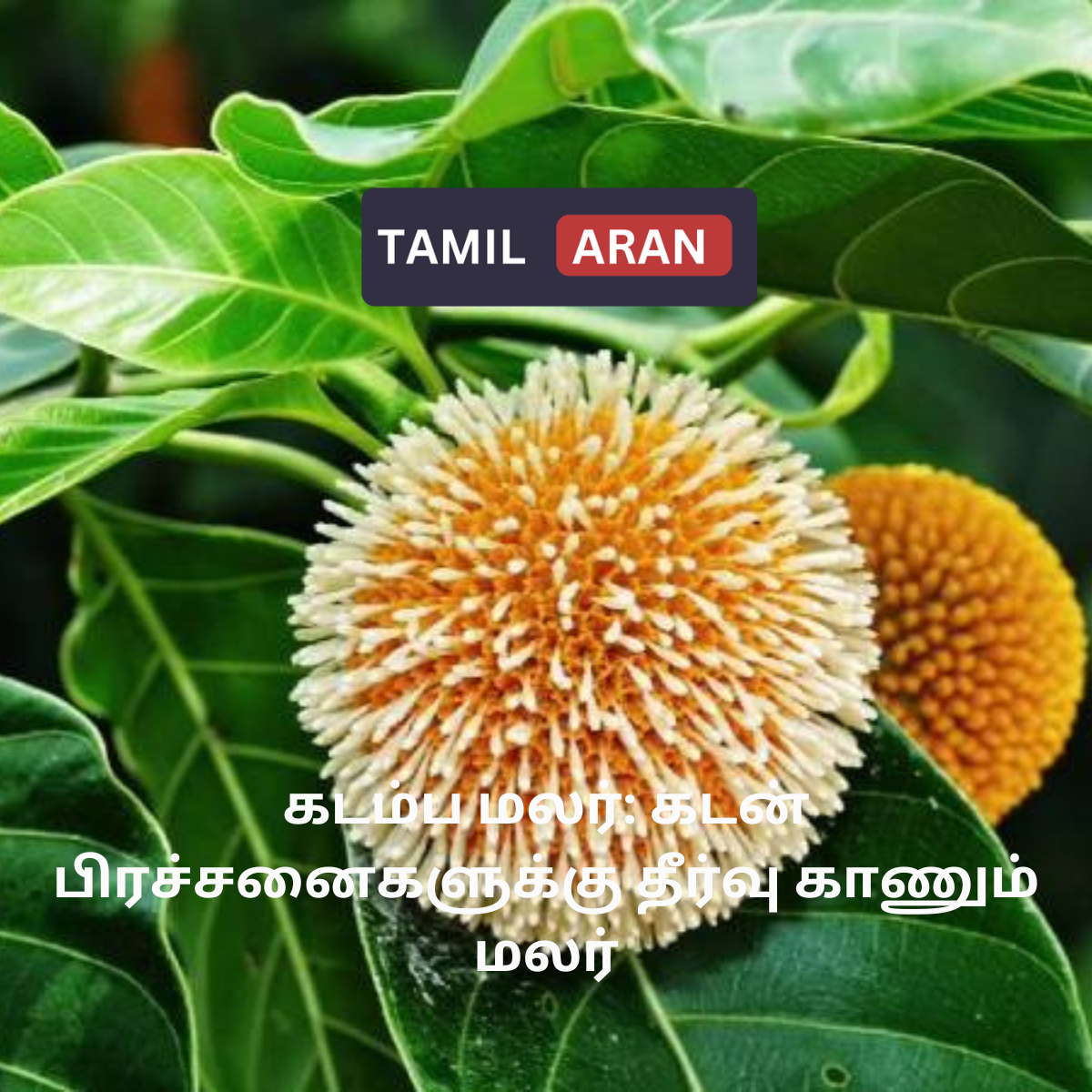 கடம்ப மலர்: கடன் பிரச்சனைகளுக்கு தீர்வு காணும் மலர்