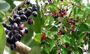 நாவல் மரத்தின்  அற்புத மருத்துவ குணங்கள்|Best Medicinal properties of Jamun tree