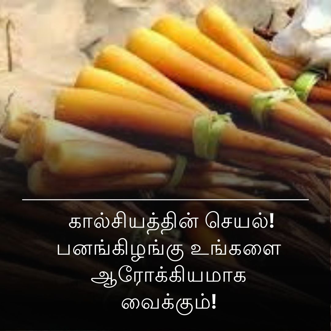 கால்சியத்தின் செயல்! பனங்கிழங்கு உங்களை ஆரோக்கியமாக வைக்கும்!