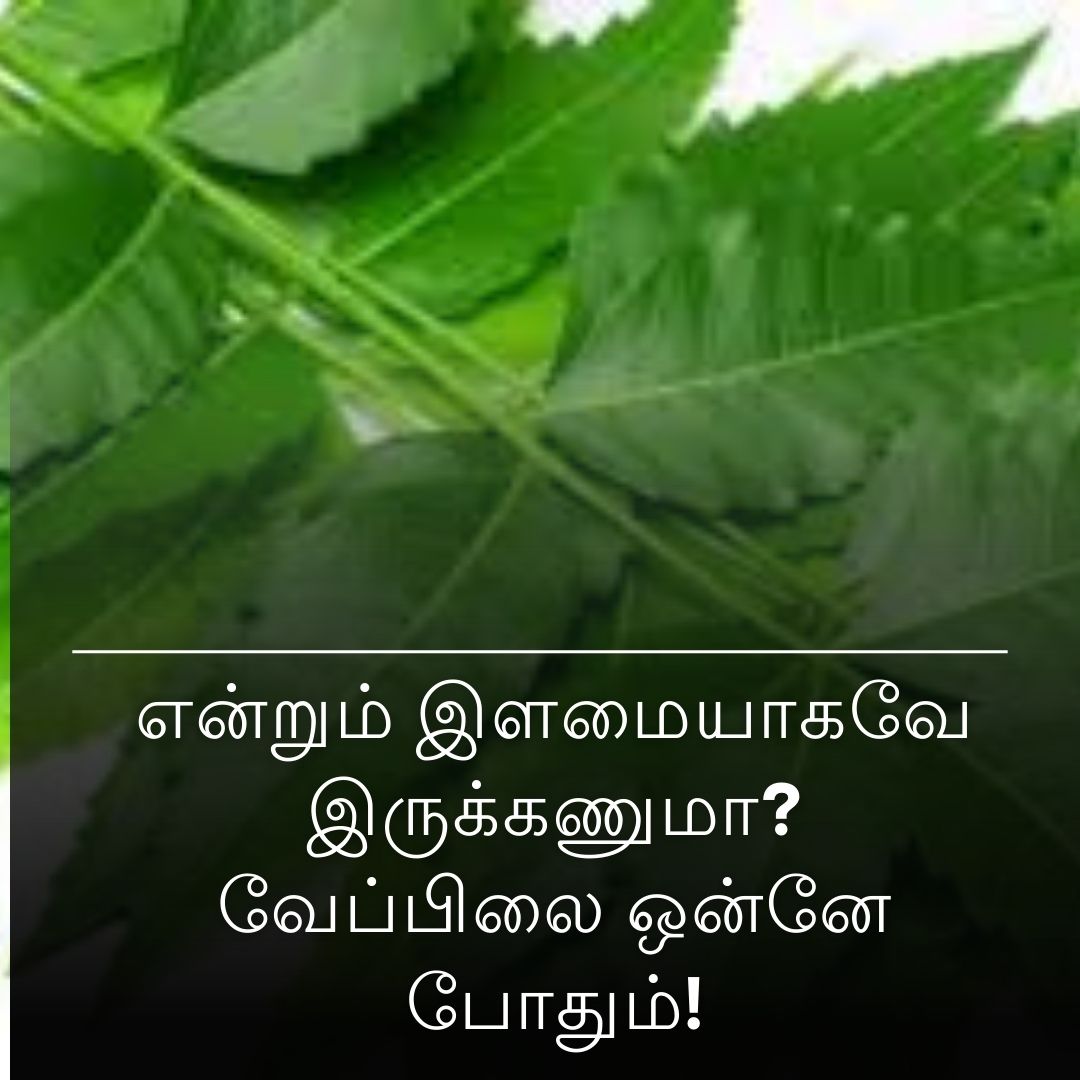 என்றும் இளமையாகவே இருக்கணுமா? வேப்பிலை ஒன்னே போதும்!