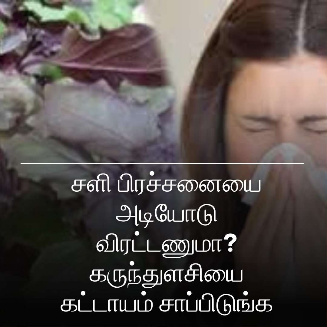 சளி பிரச்சனையை அடியோடு விரட்டணுமா? கருந்துளசியை கட்டாயம் சாப்பிடுங்க